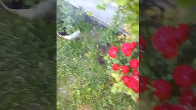 Розы лидия , малибу смотреть онлайн