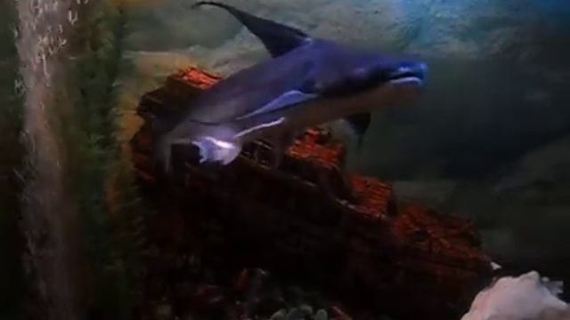 shark in Murmansk! смотреть онлайн