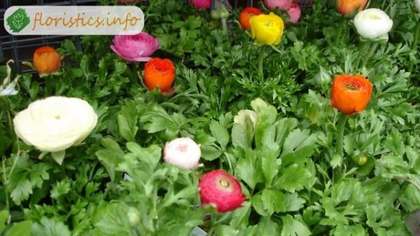 Цветок ранункулюс – уход и посадка; выращивание ранункулюс в домашних условиях