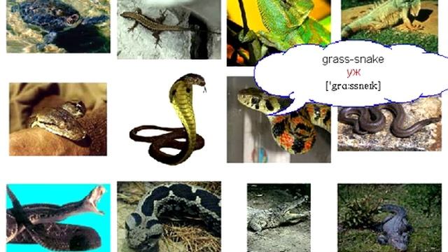 34 Пресмыкающиеся смотреть онлайн