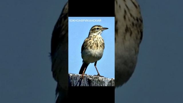 Птица конёк (разновидности) ? смотреть онлайн