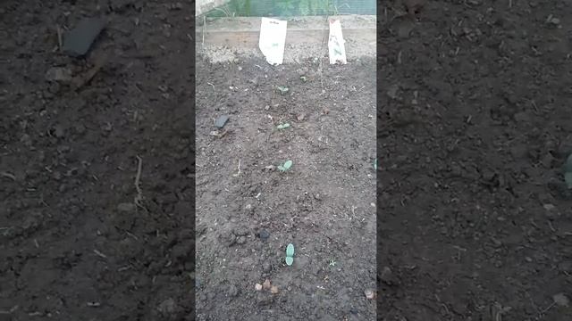 Тест по всхожести семян огурца , Фира Манул , Плазма , Партнёр , Гавриш. смотреть онлайн