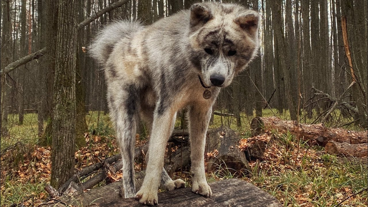 Заплутали в лесу смотреть онлайн