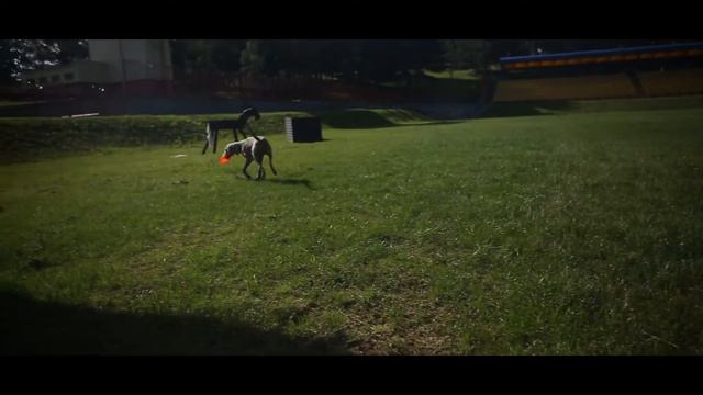 Дог фризби | Обучение дог фризби | Дрессировка собак