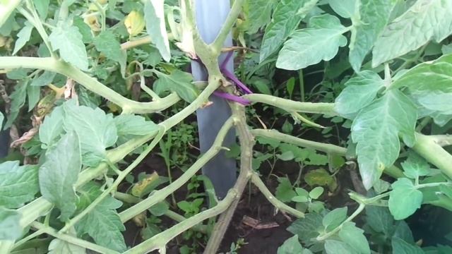 НЕПАСЫНКУЮЩИЕСЯ ТОМАТЫ В КОНЦЕ ЛЕТА - УДАЛЯТЬ ЛИ НОВЫЕ ПАСЫНКИ? смотреть онлайн