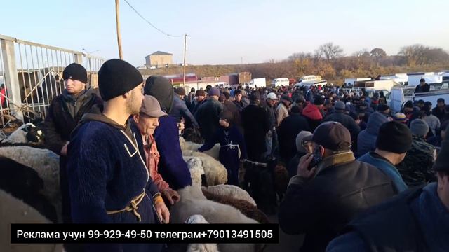 BUXORO ROMITAN QURGON MOL BOZOR. QUY ECHKI NARXLAR 23.11.2023@jondoruz5002