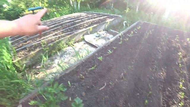 Как бороться с кошками на грядках? смотреть онлайн