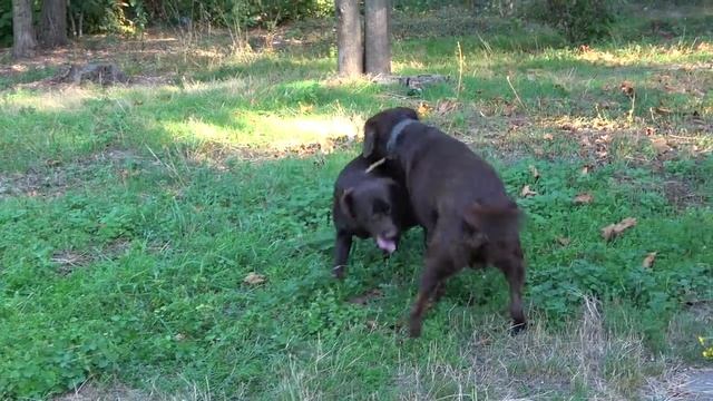 Игры собак.?? Шоколадные лабрадоры Умбер и Джесси. Одесса. смотреть онлайн