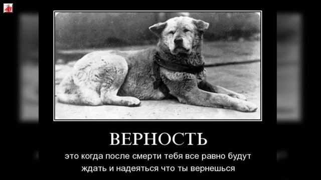 Собачья верность! Преданность собак удивляет и шокирует! смотреть онлайн