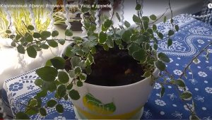 КАРЛИКОВЫЙ ФИКУС ПУМИЛА ГРИН
#Карликовый #фикус #пумила #грин. Уход и дружба.