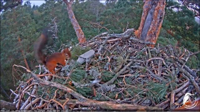 Squirrel in the nest of the sea eagle/Белочка в гнезде морского орла смотреть онлайн
