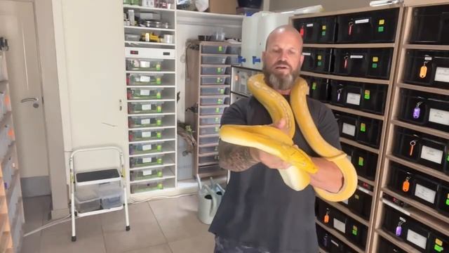 Golden child purple albino Reticulated Python. Handling tips for a new and aggressive Retic. смотреть онлайн