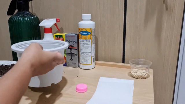 [Plant vlog] EP1 | เพาะเมล็ดหน้าวัวใบ Anthurium Queen ตลับแรกในชีวิต смотреть онлайн