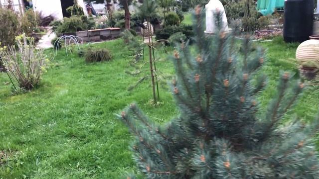 Весенние розы в хвойном саду Надежды смотреть онлайн