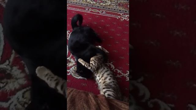 бенгальская кошка и черный кот