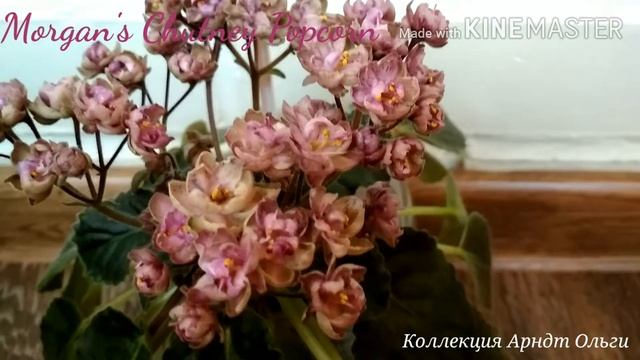 Фиалки Morgan's Chutney Popcorn & Allegro Pink Pistachio смотреть онлайн