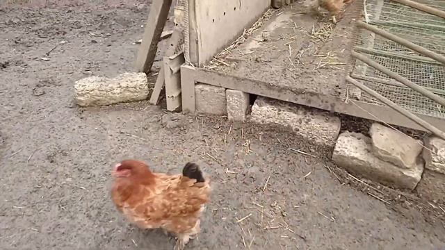 Куры породы брама: плюсы и минусы смотреть онлайн
