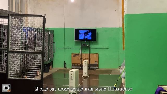 Как переезжает Цирк и шимпанзе Дана Запашного? смотреть онлайн