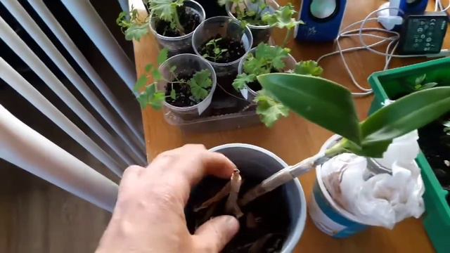 Мои простые цветули смотреть онлайн