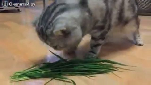 Кошка-корова смотреть онлайн