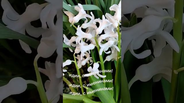 Лидии, с Именинами вас! смотреть онлайн