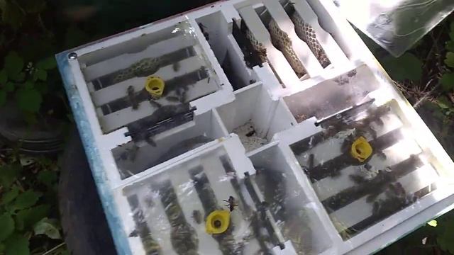 нуклеусы от пеноулик отработали на 100%. смотреть онлайн