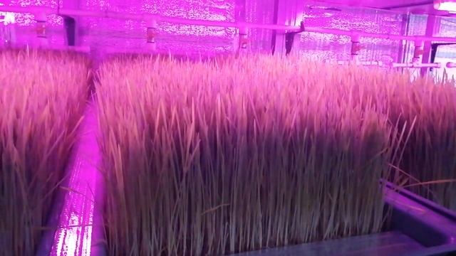 закладка семян для проращивания и результат смотреть онлайн