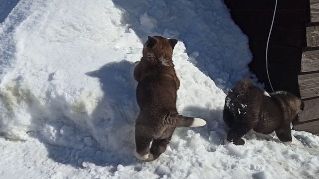 Акиты д. р. 29.01.23 смотреть онлайн