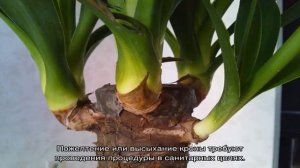 Как обрезать юкку в домашних условиях