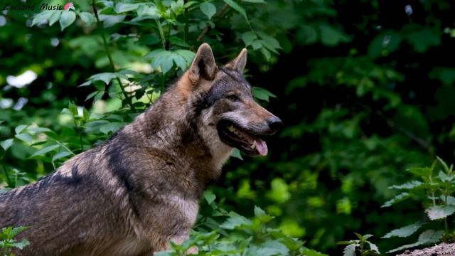 Звуки домашних и диких животных: курица, коза, панда, кролик, гусь, гепард. Смешные и милые животны