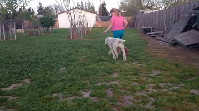 Среднеазиатские овчарки Алабай США. Karagez at 5 months old. смотреть онлайн