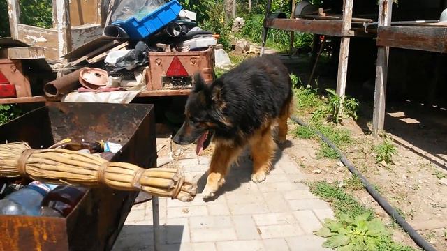 Большая собака. Херсон. смотреть онлайн
