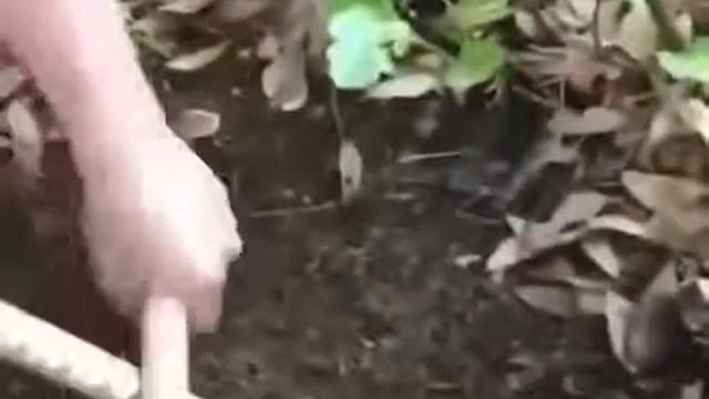 Хитрость для рыбаков, как выманить червей из под земли. смотреть онлайн