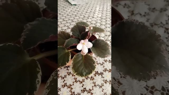 Фиалка спорт от химеры Moonlight Magic смотреть онлайн