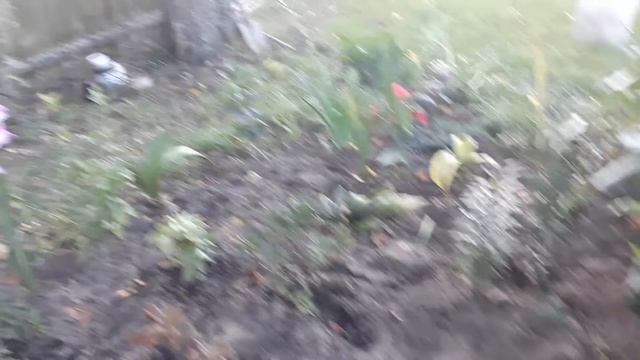 Мои растения в саду..Георгины, гладиолусы и много чего красивого.. смотреть онлайн