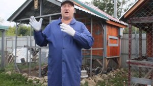 КАК ПРАВИЛЬНО ДАВАТЬ МЯСО КУРАМ .