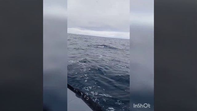 Териберка, Баренцево море, дельфины. смотреть онлайн