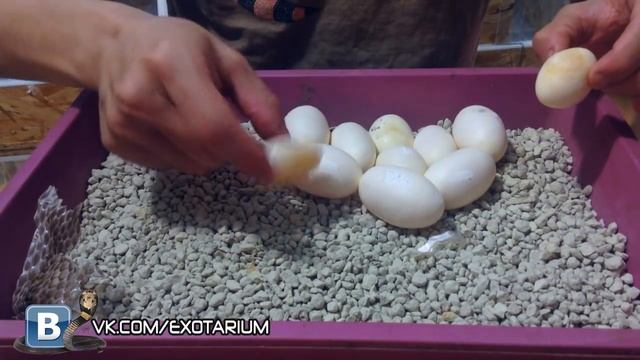 ВТОРАЯ КЛАДКА ОТ САМОЙ ОПАСНОЙ ЗМЕИ! Тайпан порадовал :) смотреть онлайн