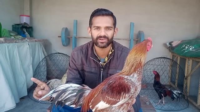 Aseel murgy ko tyaari pr kesy lagayen | Aseel murgy ka saans pakka karen | Ihsan Gujjar Vlogs смотреть онлайн