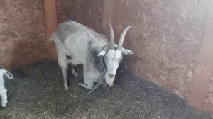 Готовим у деда Матвея.