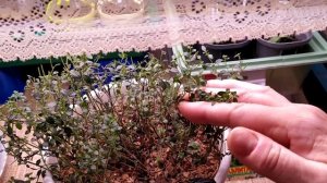 Тимьян вырастить дома.