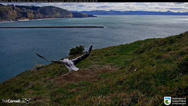 22.08.03 Royal Albatross Cam - 今天的小信也很努力 QT chick is actively practicing смотреть онлайн