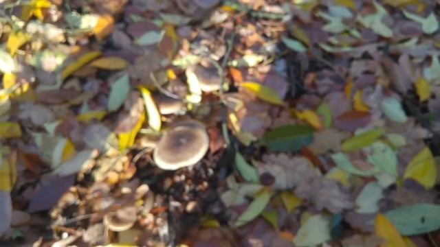 Lejkówka szarawa (Clitocybe nebularis) смотреть онлайн