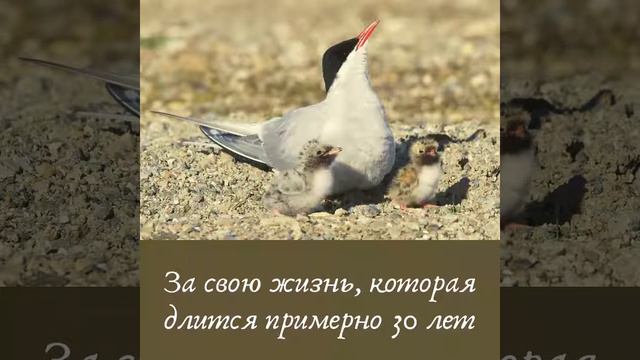Удивительная полярная крачка смотреть онлайн