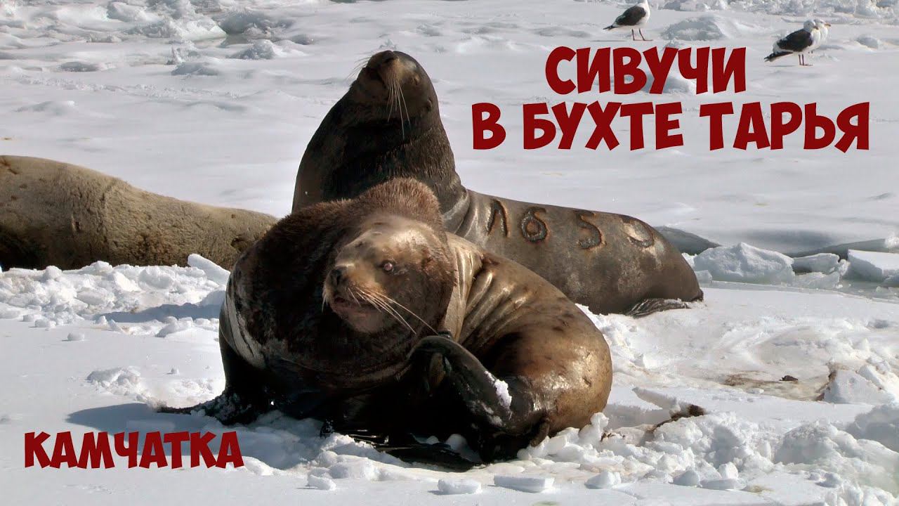 Камчатка Сивучи в бухте Тарья смотреть онлайн
