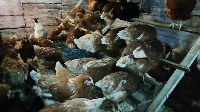 Расклёв куриц, каннибализм у куриц!!! смотреть онлайн