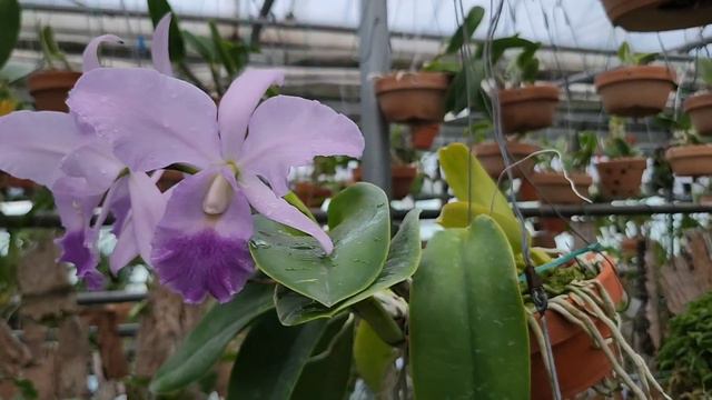 C. Warneri FCC /AOS × C.walkeriana Var Coerulea 'Edward '