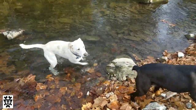 Mark Thornton - Jingle Bells смотреть онлайн