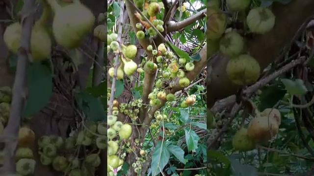 Wild Fig смотреть онлайн