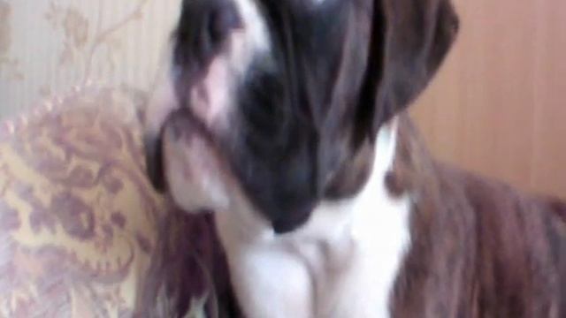 Sat`Elite Galileo Galiley | Сат`Элит Галилео Галилей. смотреть онлайн